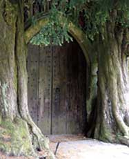 Image of a tree door